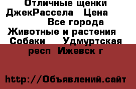 Отличные щенки ДжекРассела › Цена ­ 50 000 - Все города Животные и растения » Собаки   . Удмуртская респ.,Ижевск г.